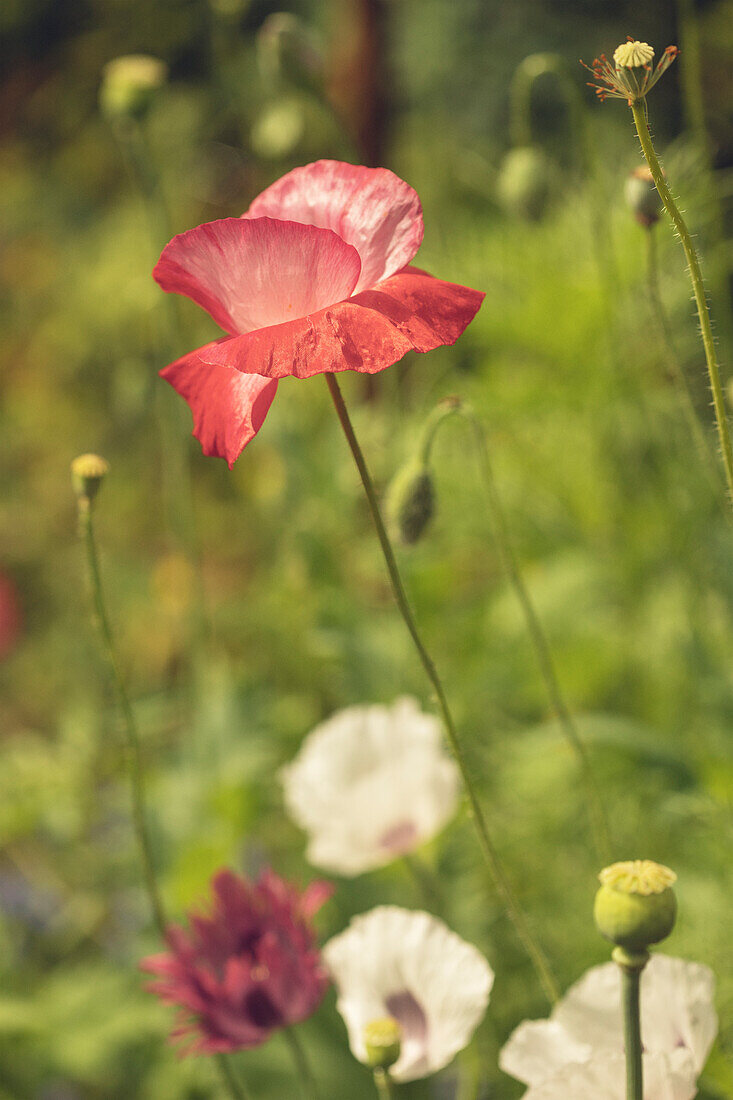 Blick auf roten Mohn