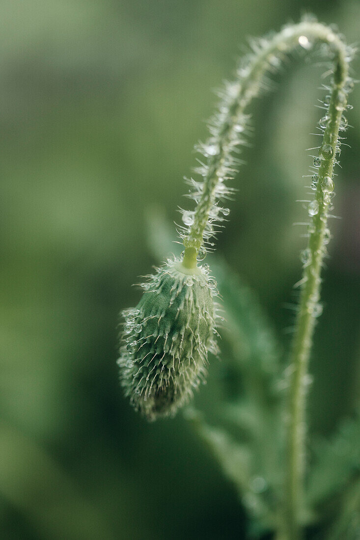 Close-up of poppy bud