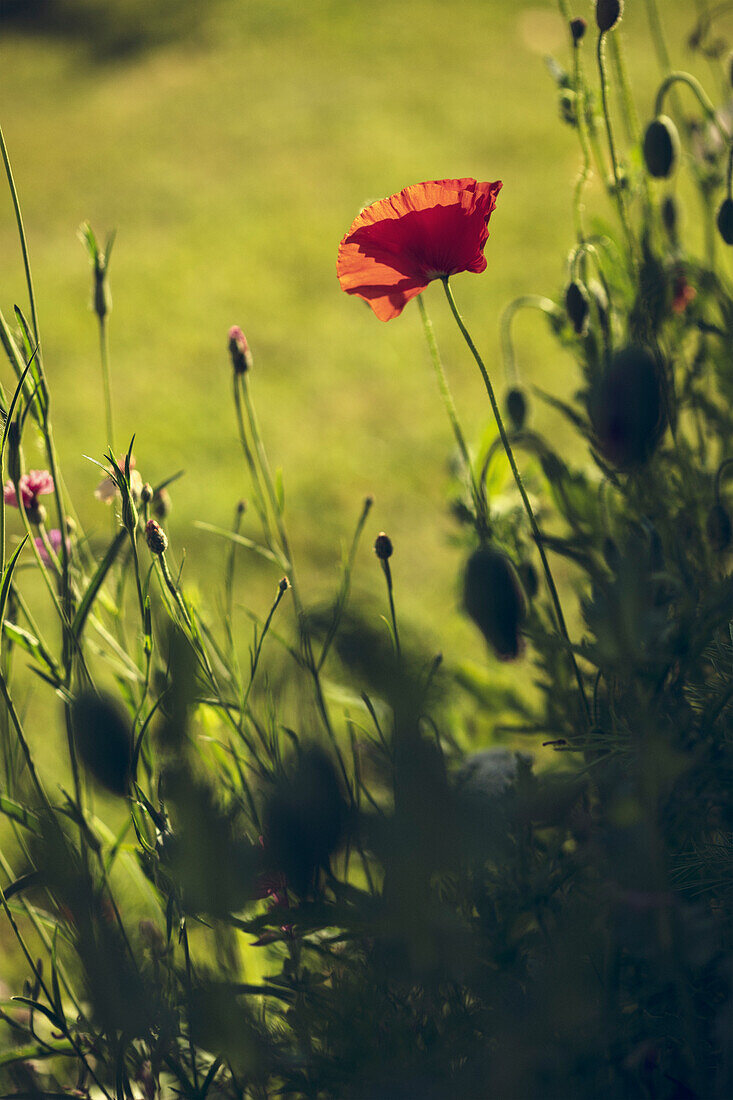 Blick auf roten Mohn