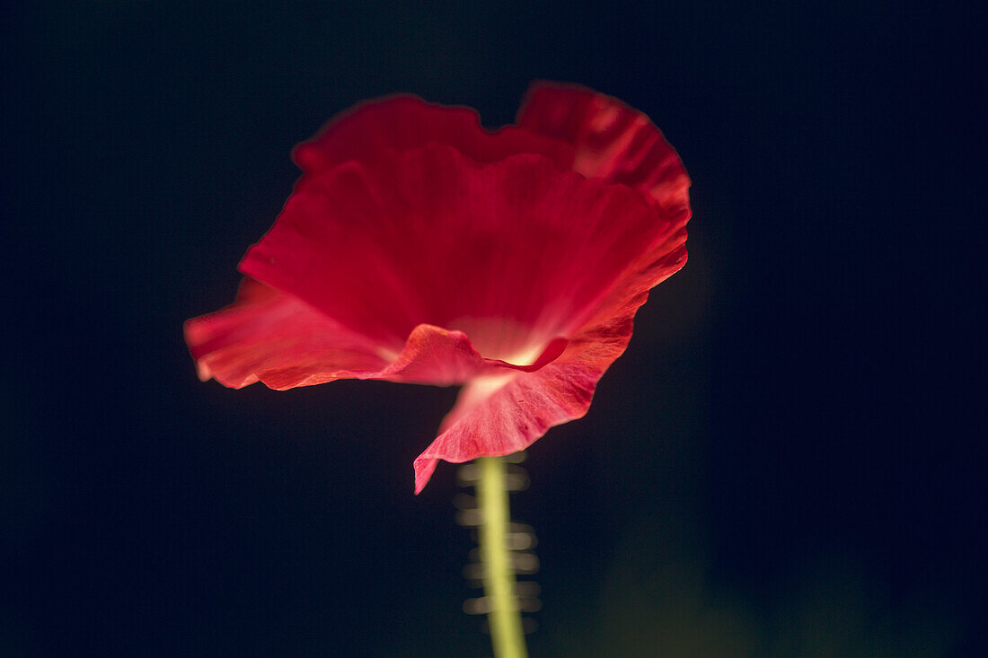 View of pink poppy on black background
