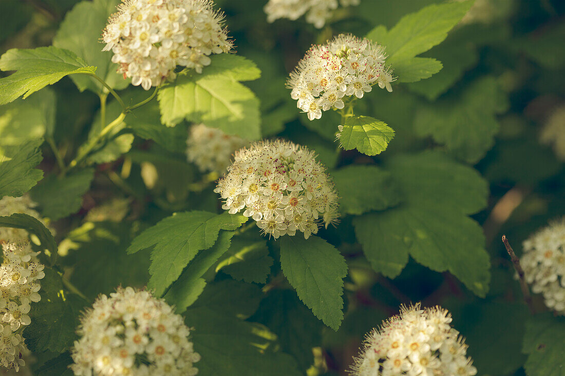 Close-up of white flowers and leaves