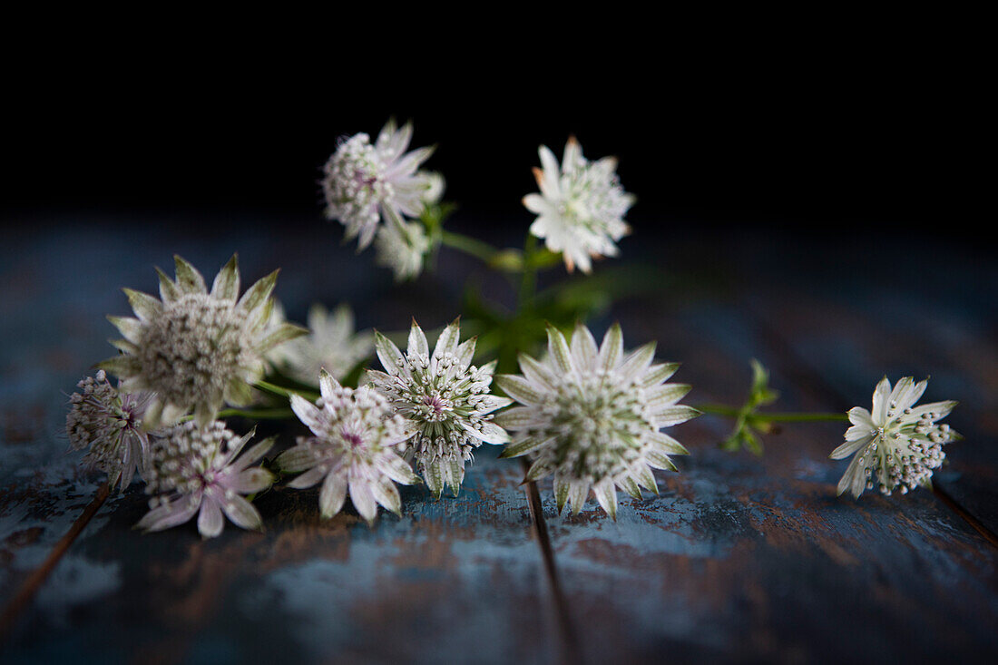 Close-up of white flowers