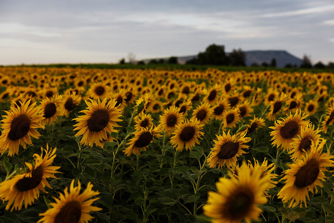 Feld mit blühenden Sonnenblumen