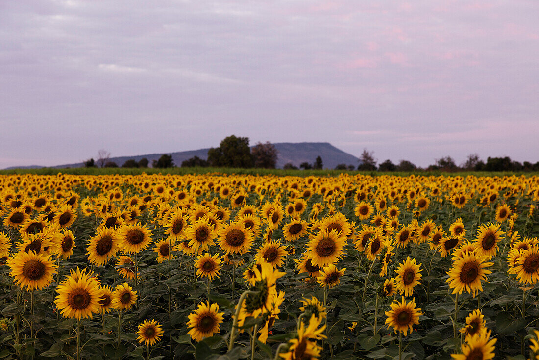 Feld mit blühenden Sonnenblumen