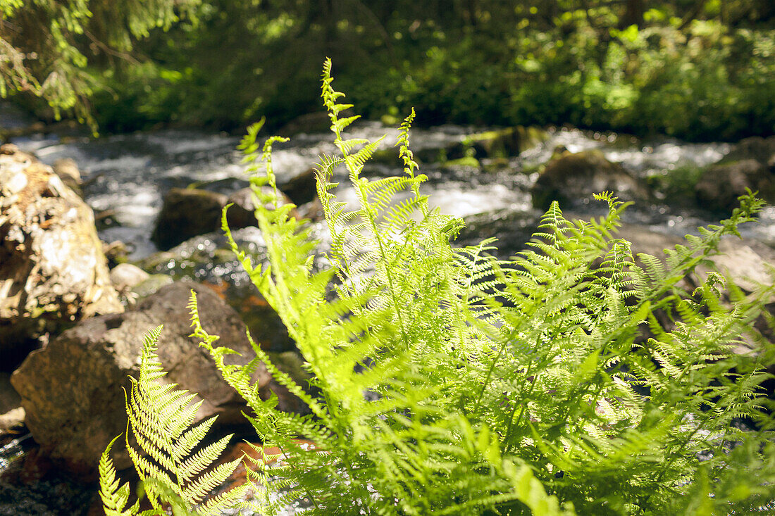 Ferns at river