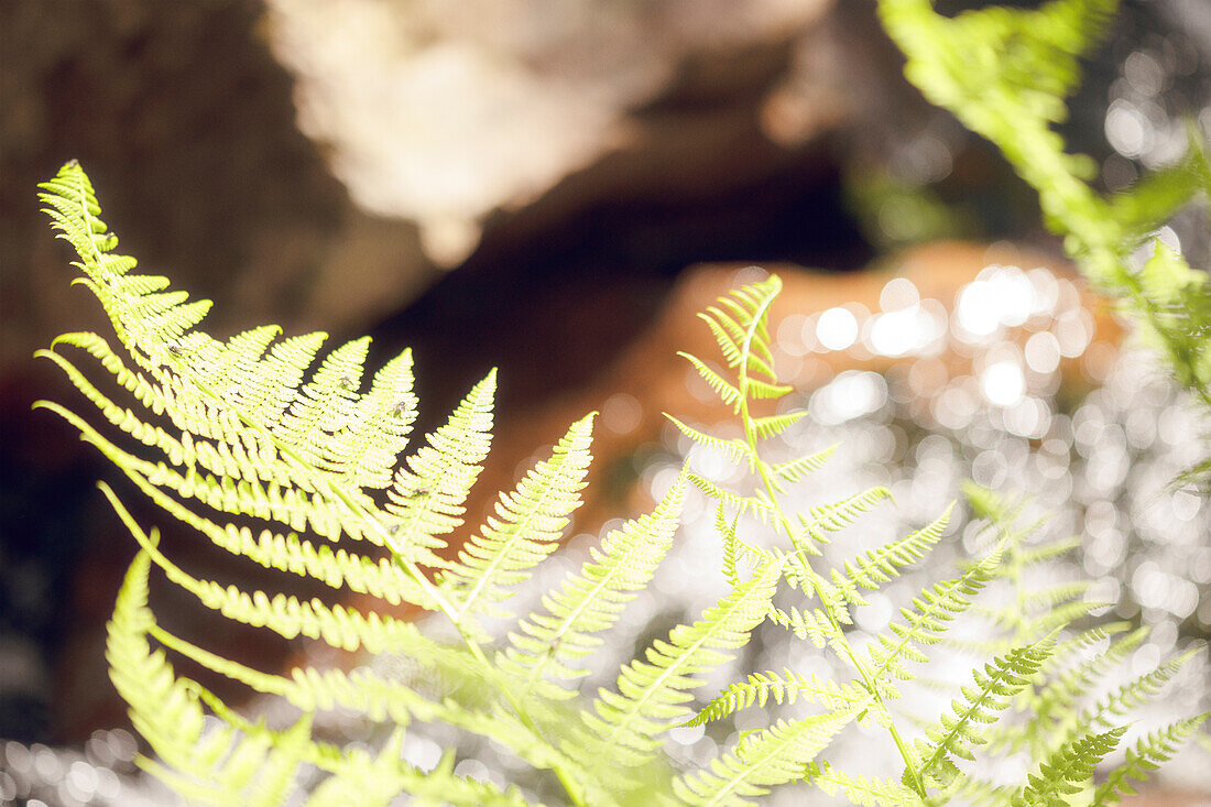 Close-up of fern leaves