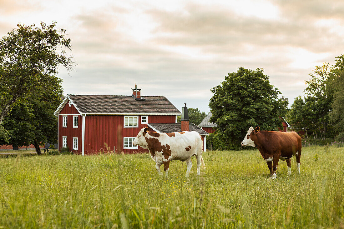 Falun red farm and cows in pasture