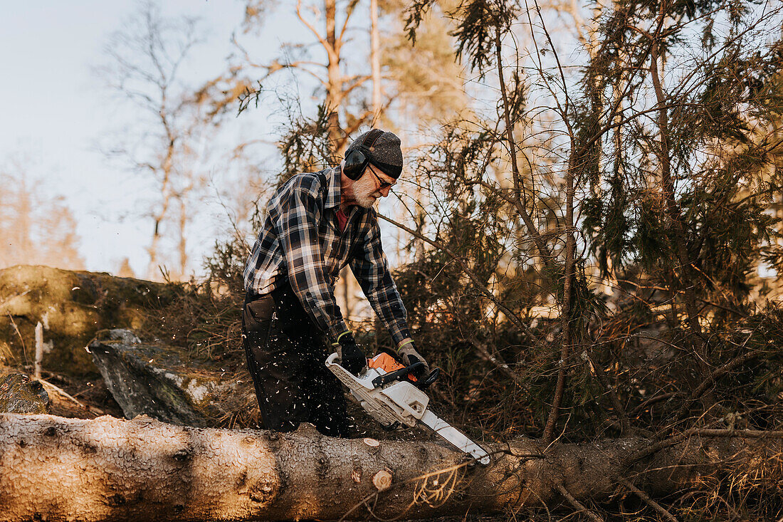 Senior man in forest cutting tree trunk