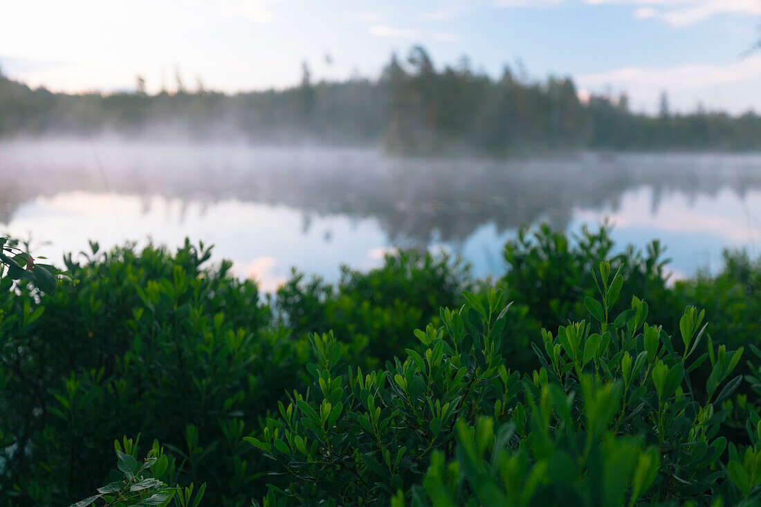 Green bushes at lake