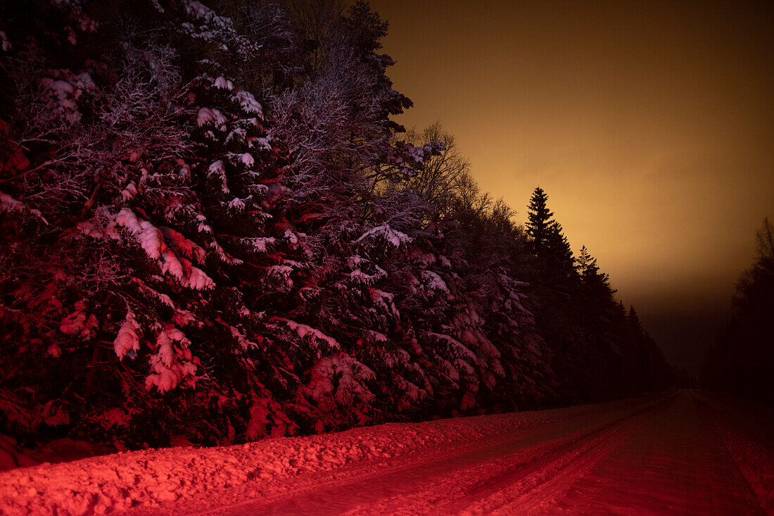 Road in forest during winter night