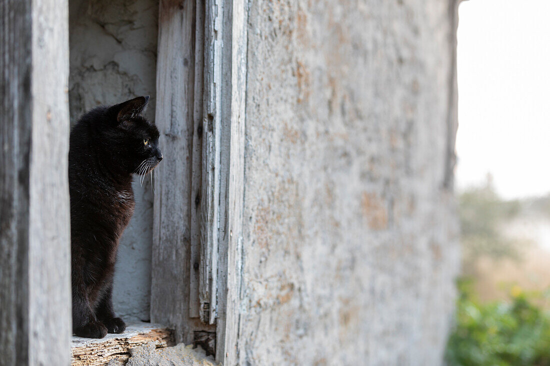 Katze in altem Gebäude schaut weg