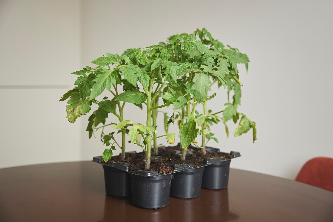 Tomato seedlings on table