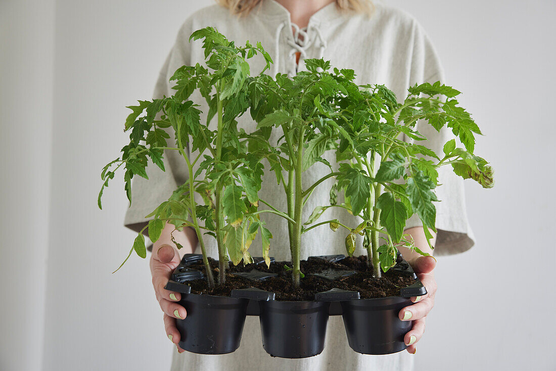 Woman holding tomato seedlings