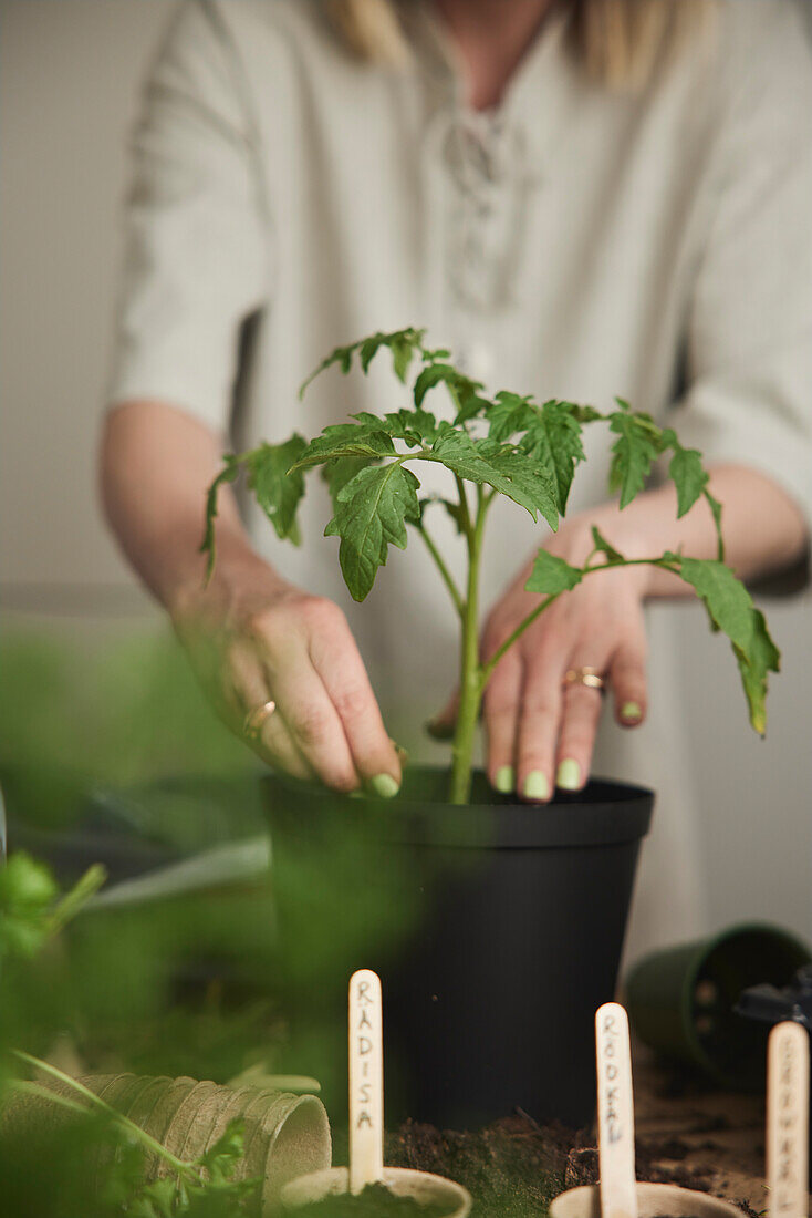 Frau pflanzt Tomatenpflanzen