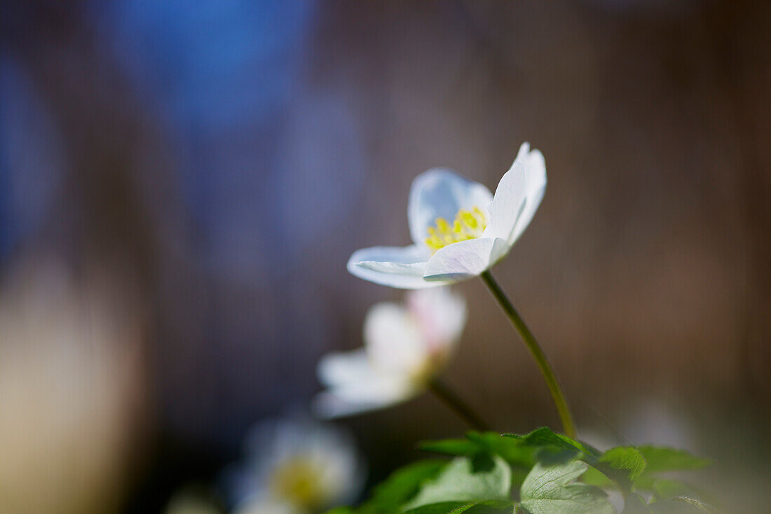 Nahaufnahme einer Anemonenblüte