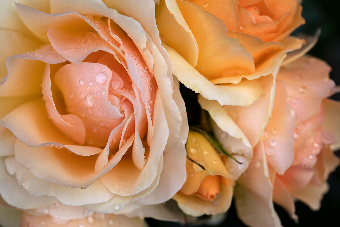 Close-up of dewy flowers