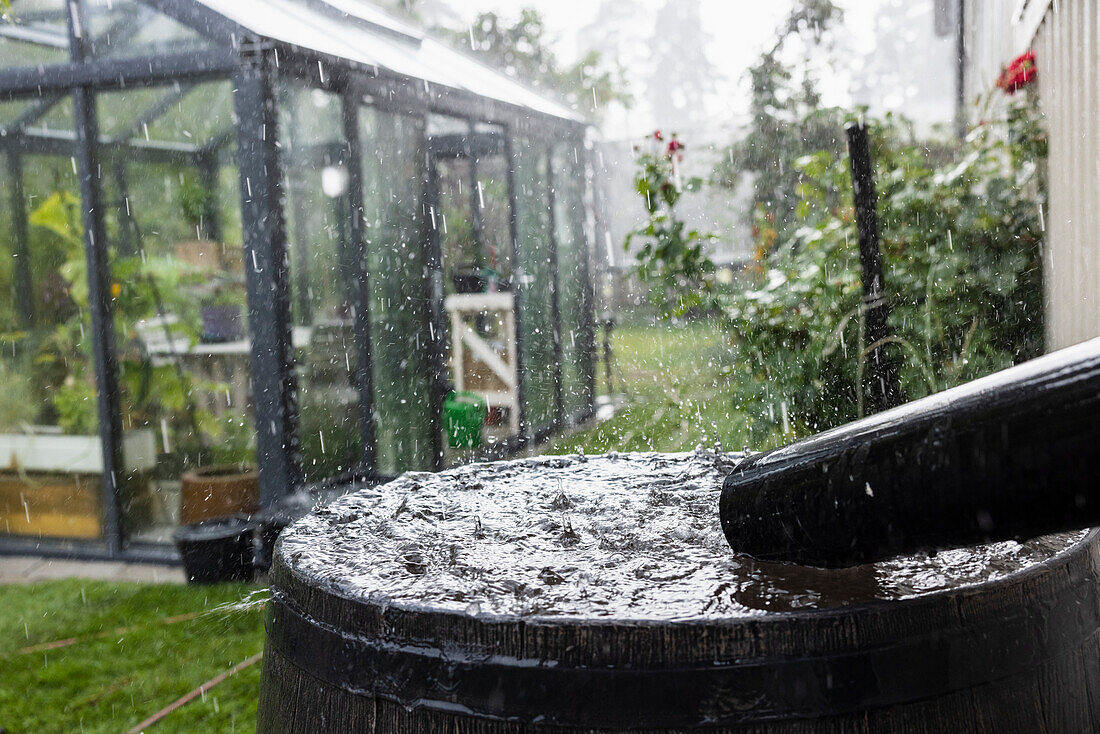 Tonne zum Auffangen von Regenwasser im Garten