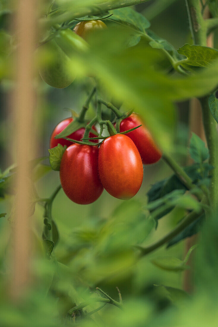 Nahaufnahme von Tomaten auf einem Zweig