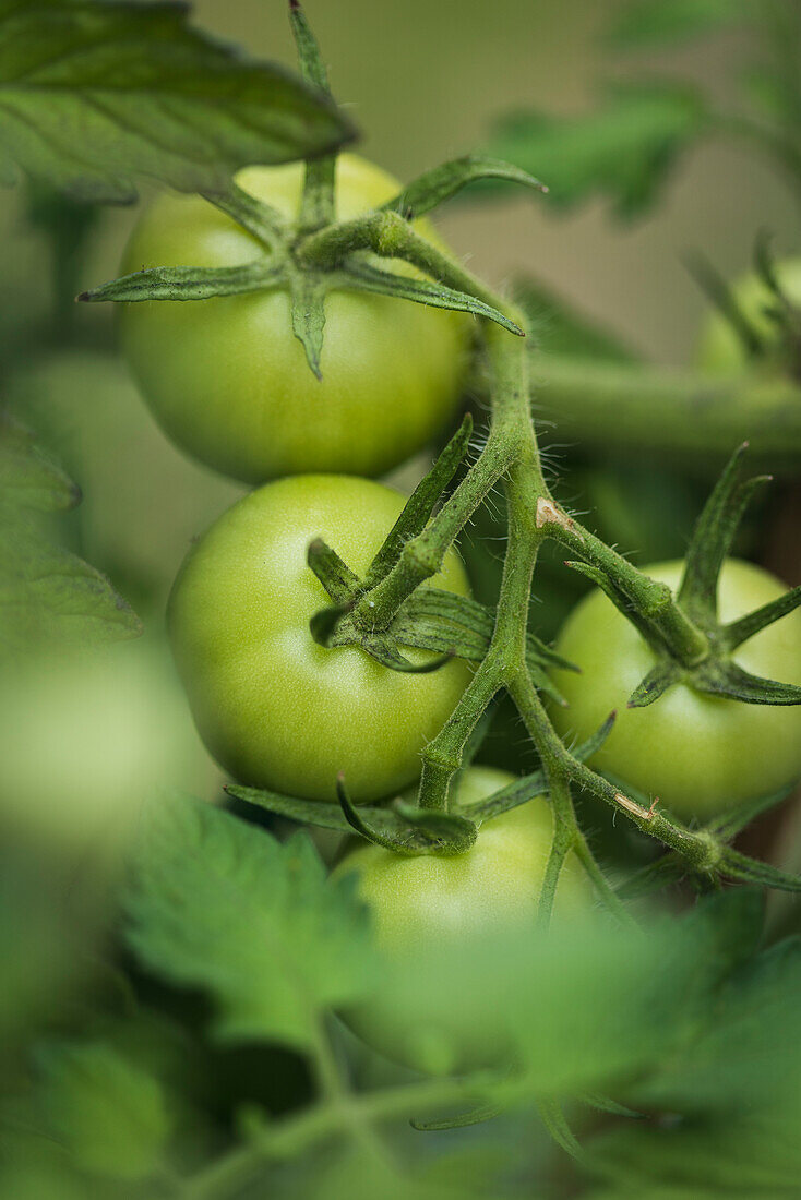 Nahaufnahme einer grünen Tomate auf einem Zweig
