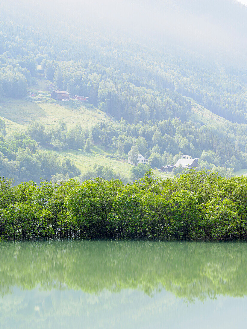 Blick auf Bäume am See