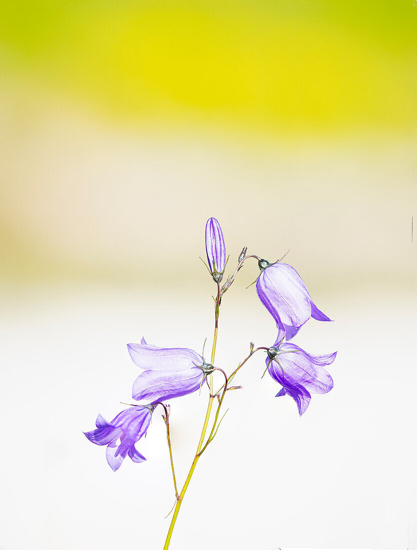Nahaufnahme einer violetten Blume
