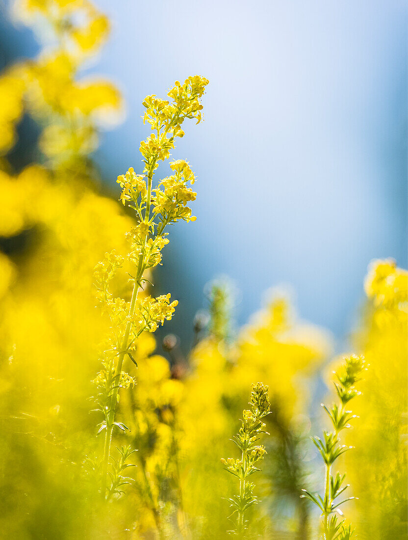 Nahaufnahme von gelben Wildblumen