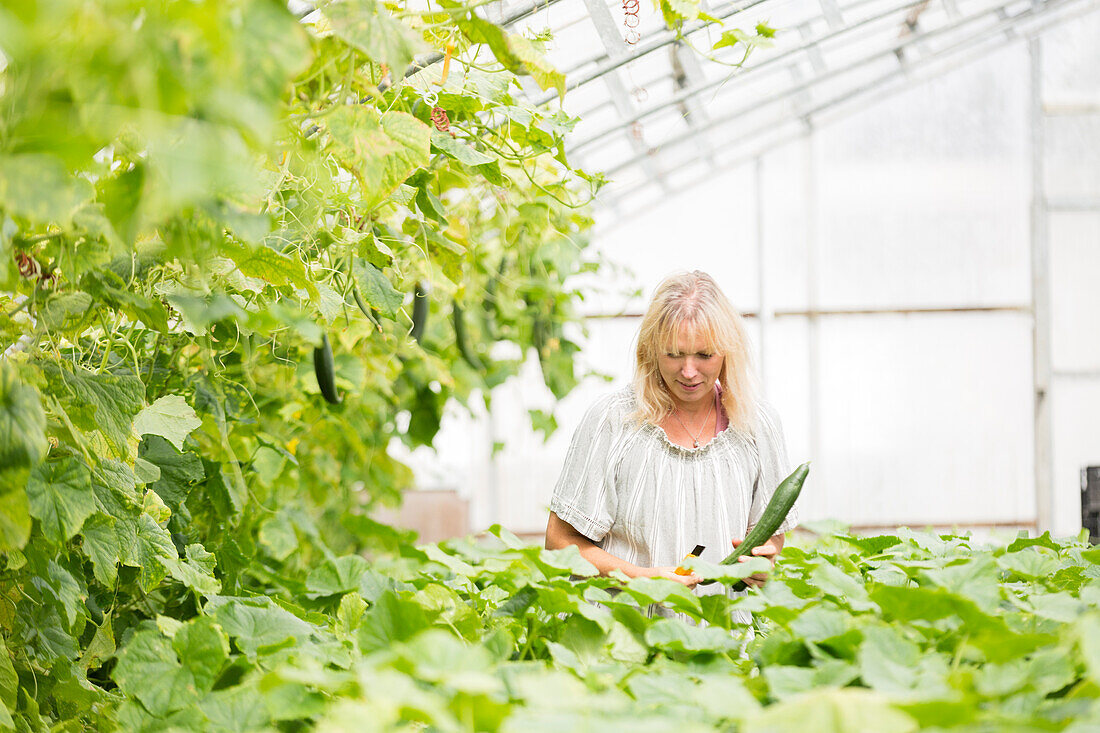 Woman picking cucumbers in greenhouse