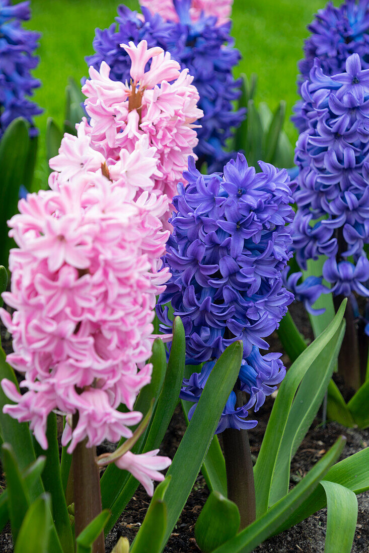 Hyacinthus Delft Blue, Pink Surprise