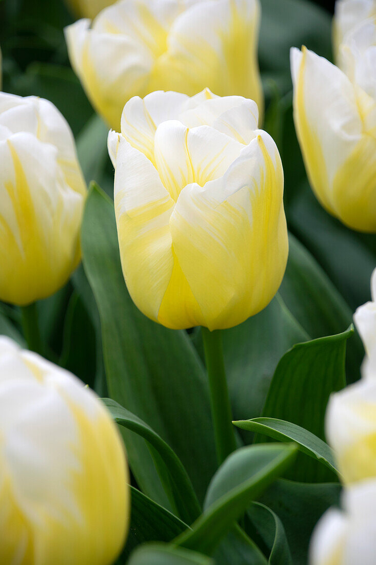 Tulpe (Tulipa) 'Calgary Flames'