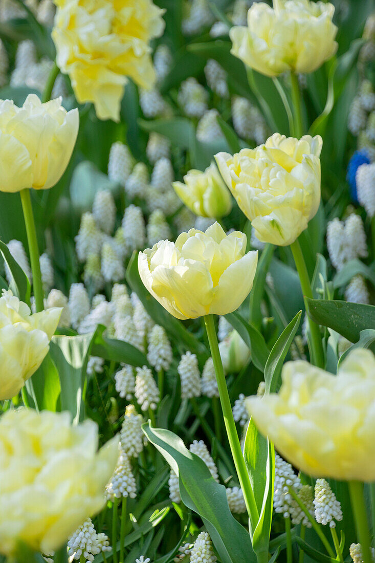 Tulipa Avant Garde, Muscari White Magic