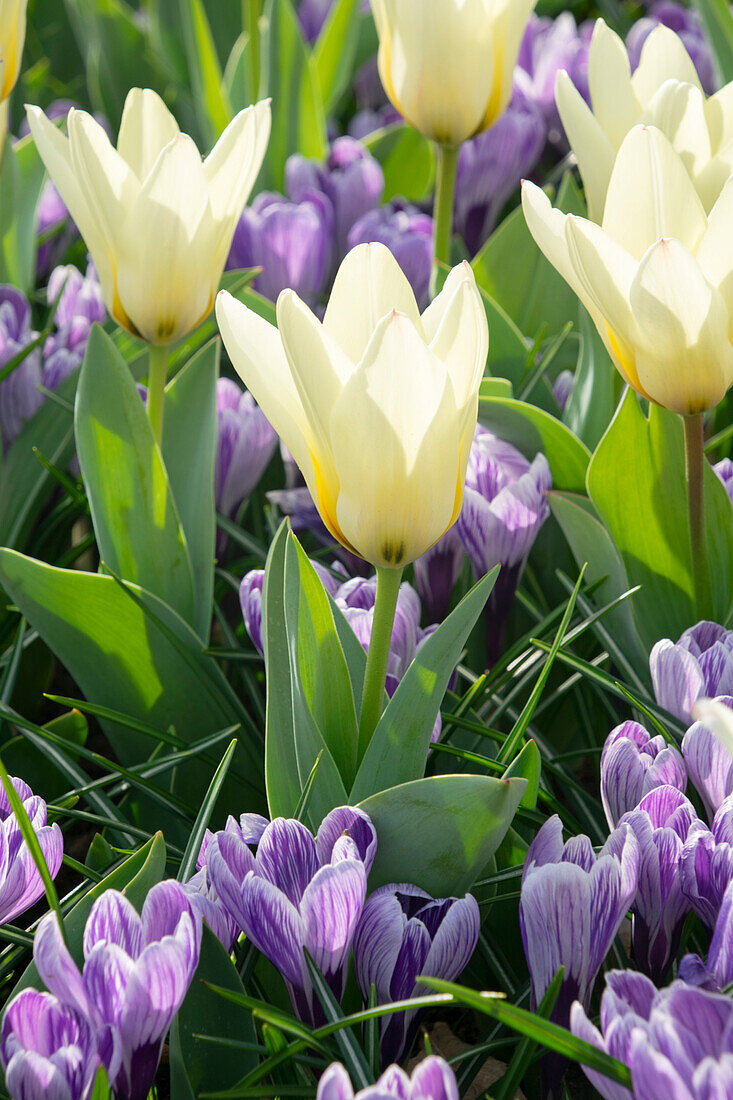 Crocus King of the Striped, Tulipa Concerto