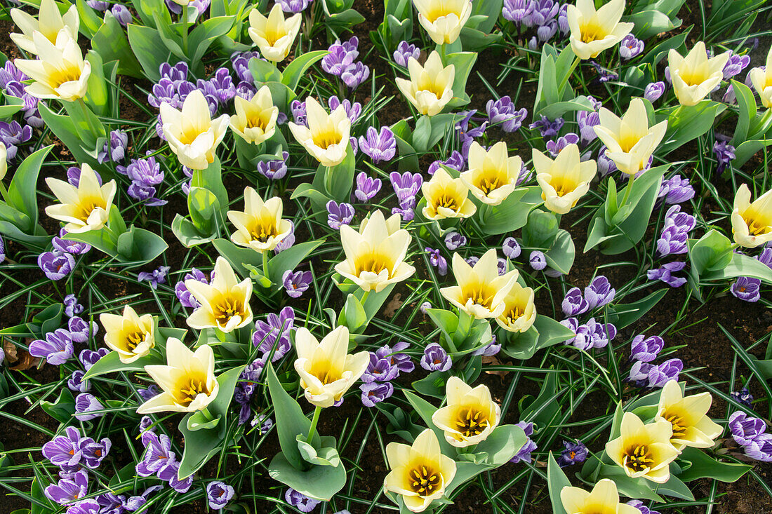 Crocus King of the Striped, Tulipa Concerto