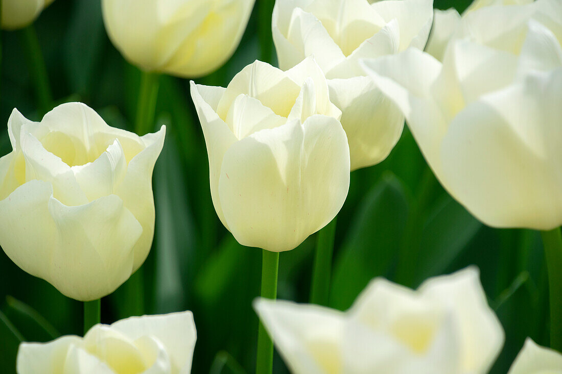 Tulipa Yankee