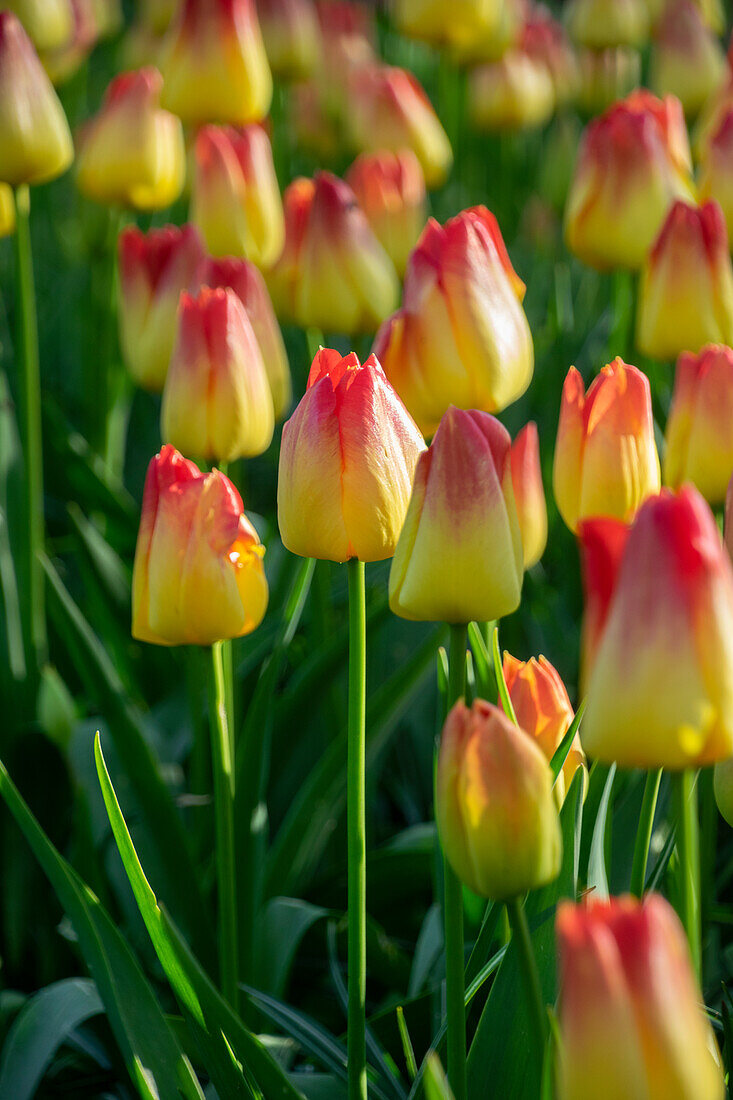 Tulipa Suncatcher