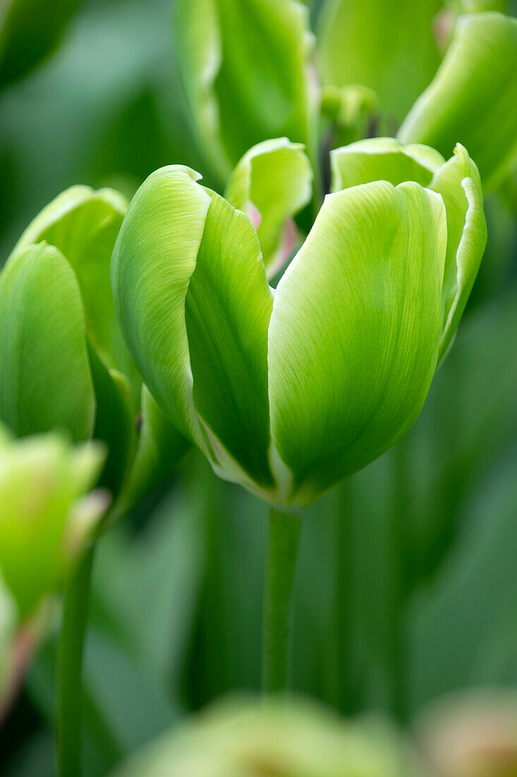 Tulpe (Tulipa) 'Green Power'