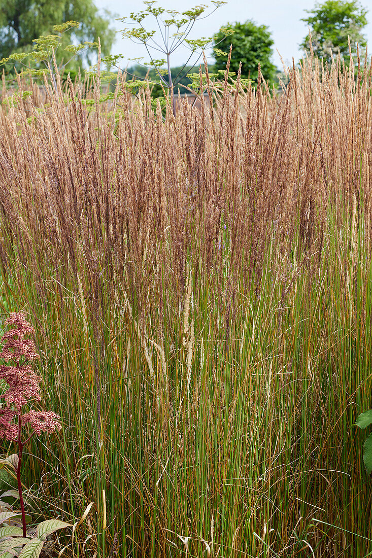 Garten-Reitgras (Calamagrostis x acutiflora) 'Karl Förster'