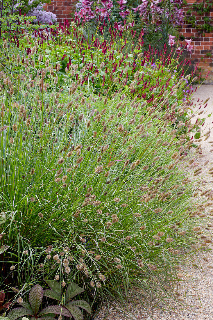 Pennisetum thunbergii Red Buttons