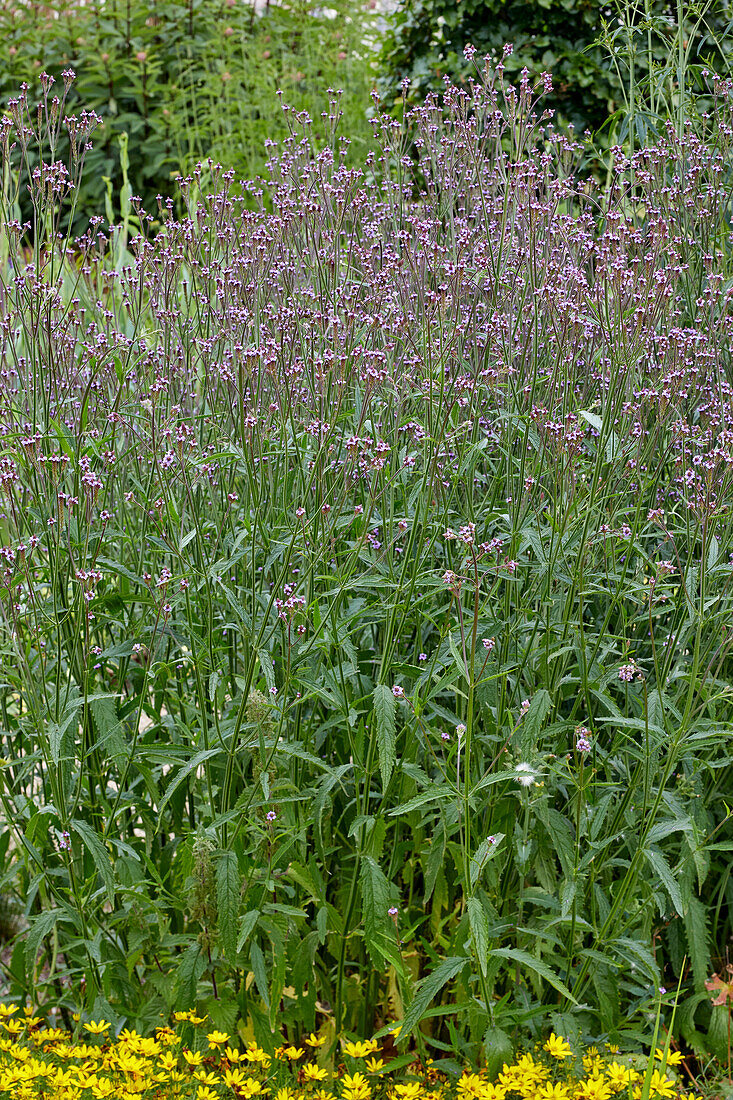 Verbena officinalis