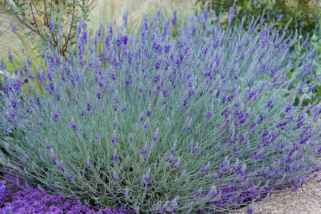 Lavandula