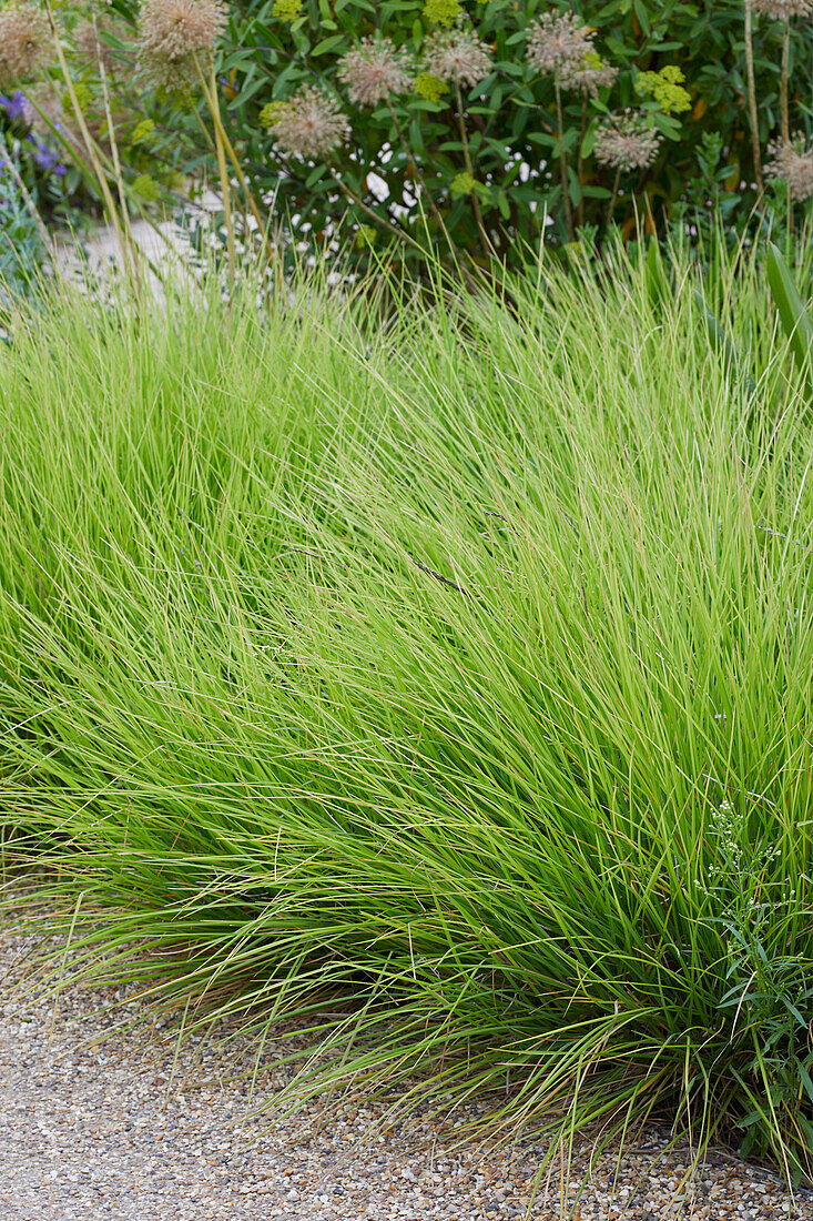 Herbst-Blaugras, auch Herbst-Kopfgras (Sesleria autumnalis)