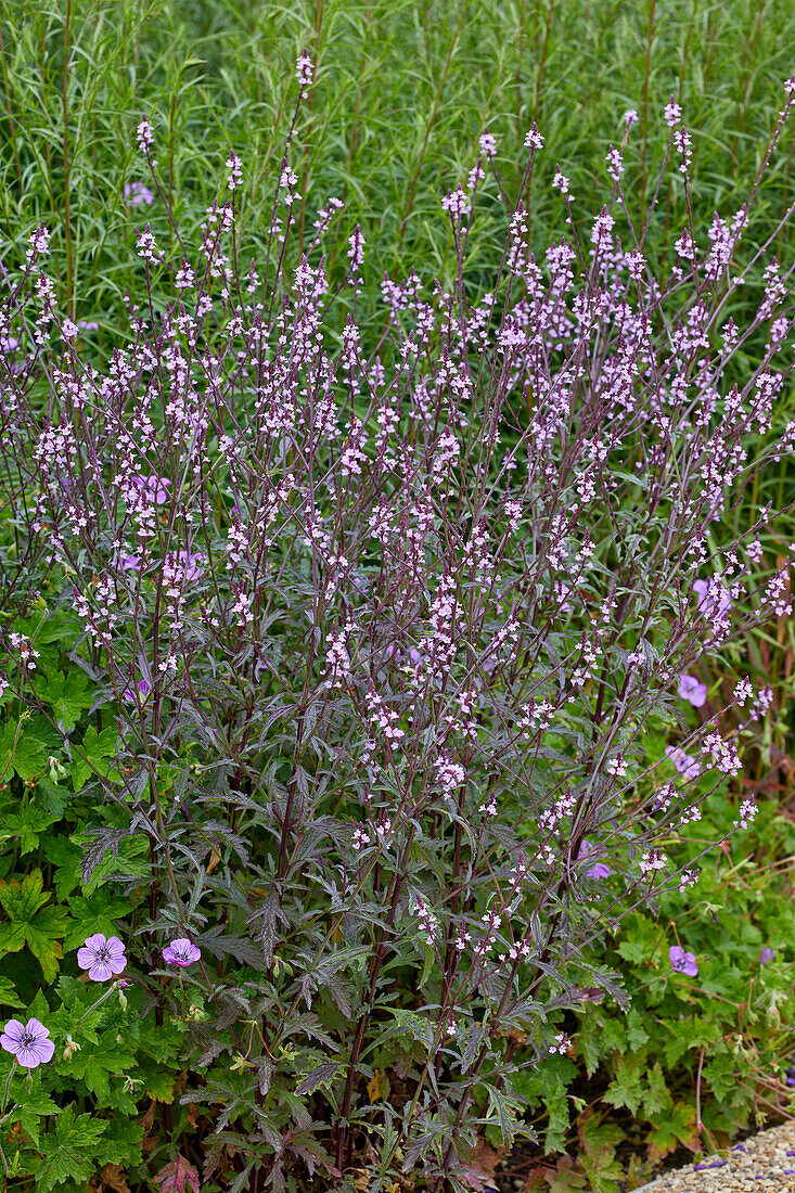 Verbena officinalis Bampton