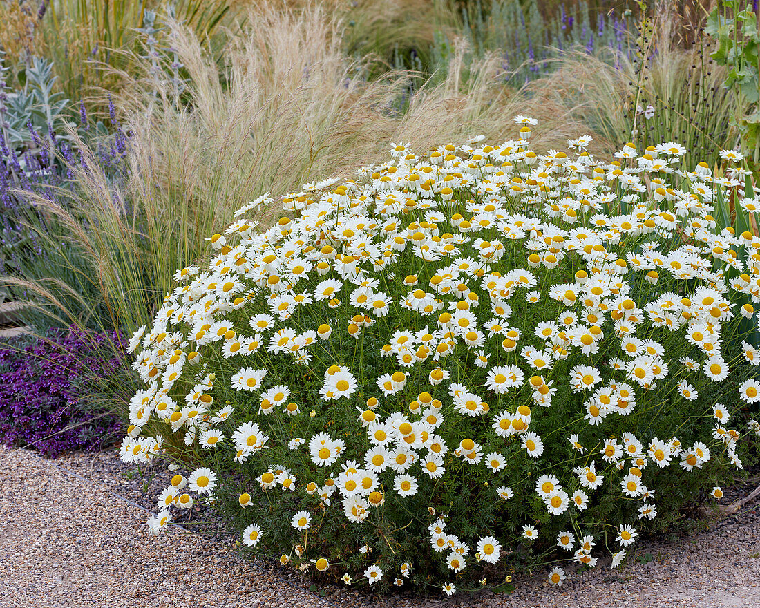 Anthemis Susanna Mitchell