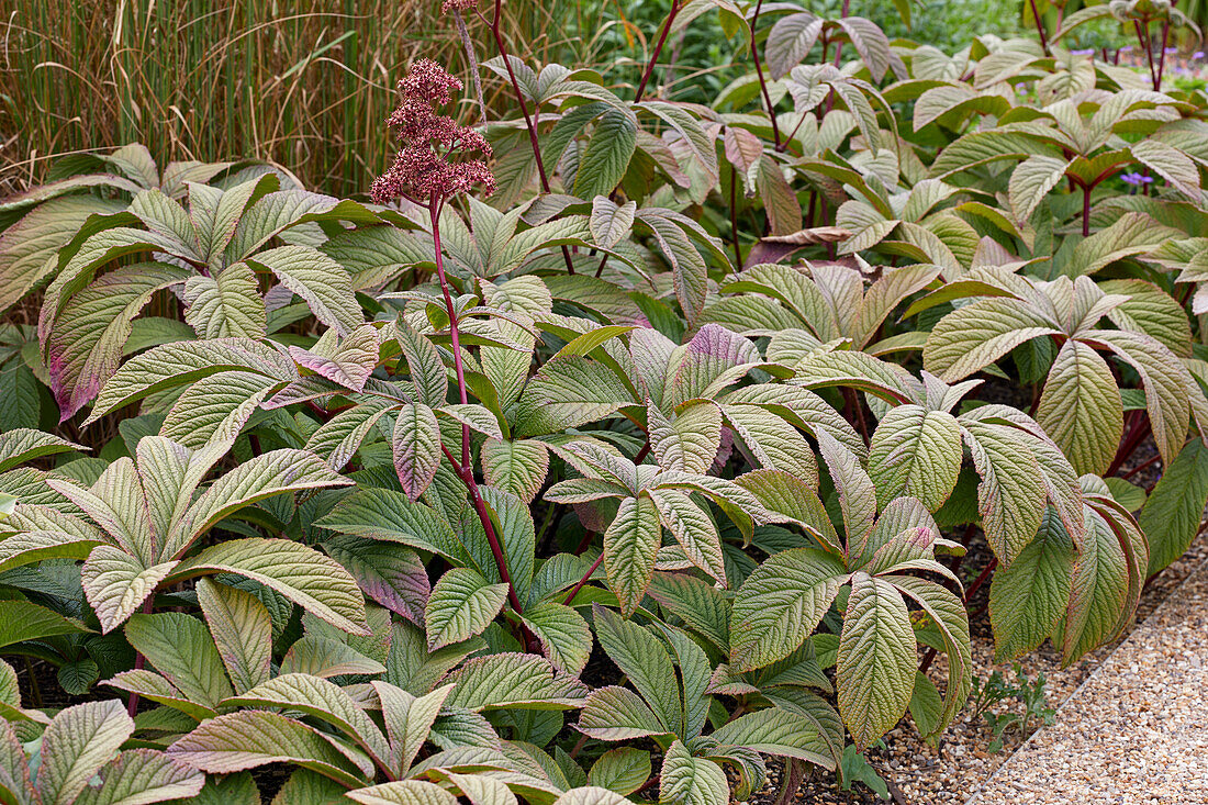 Rodgersia pinnata Chocolate Wings