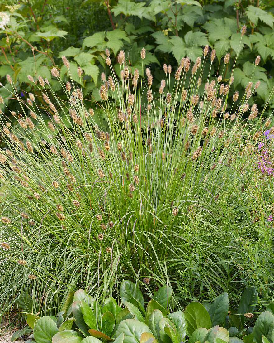 Lampenputzergras (Pennisetum thunbergii) 'Red Buttons'