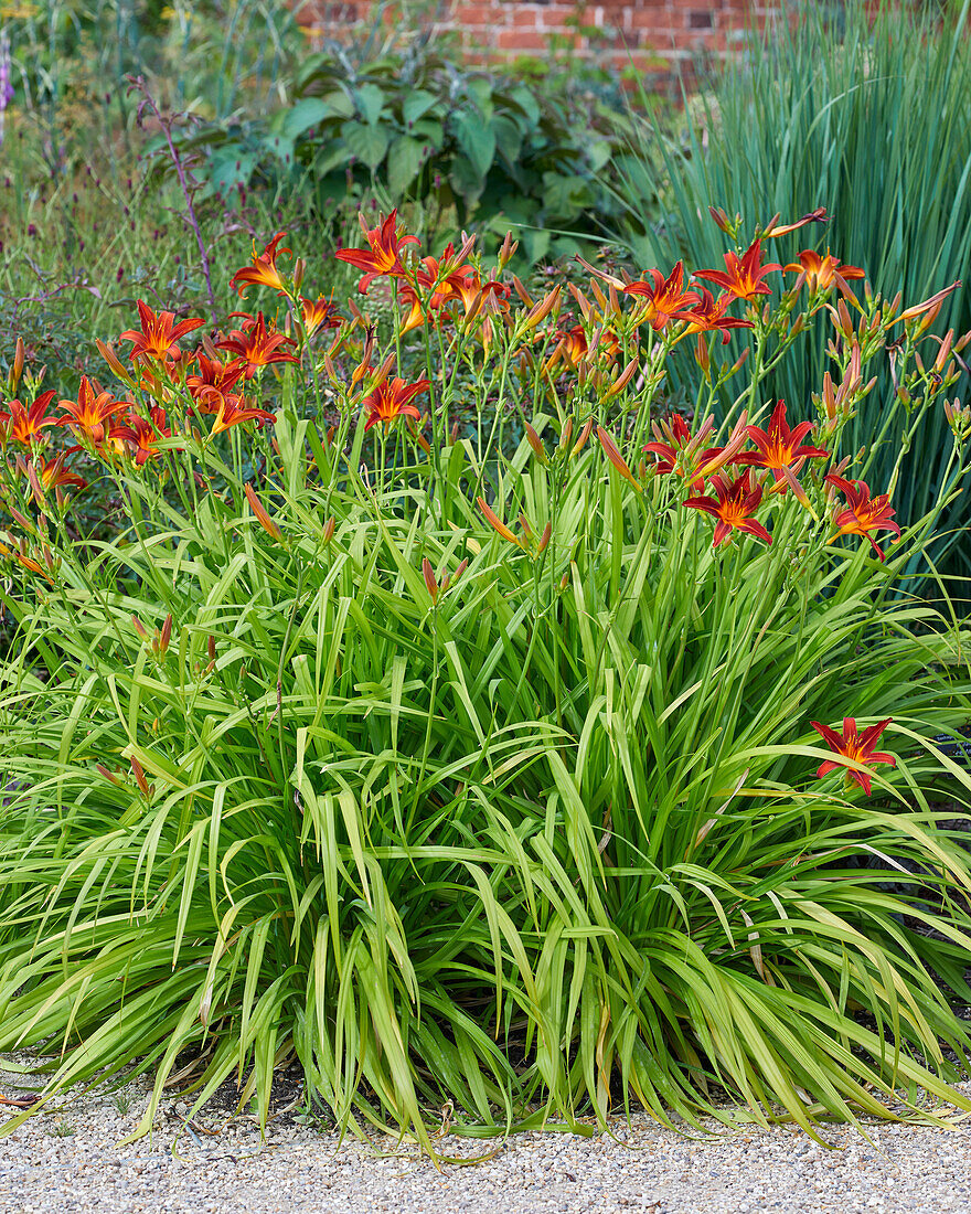 Hemerocallis Stafford