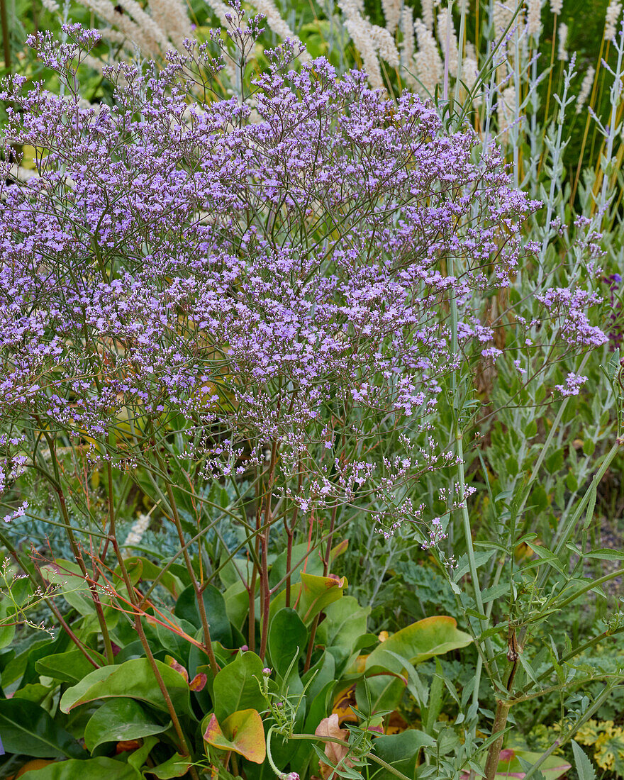 Limonium latifolium Violetta