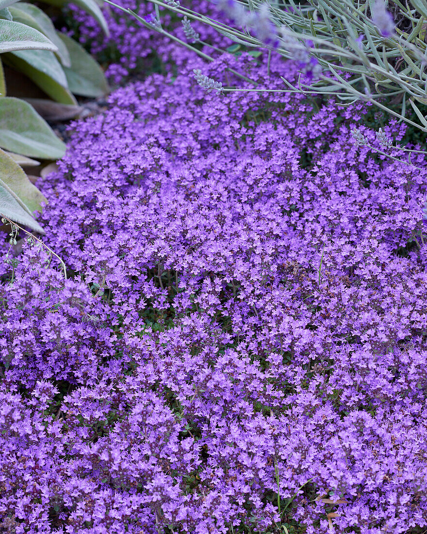 Purple flowering thyme