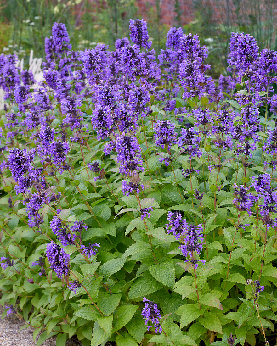 Nepeta grandiflora