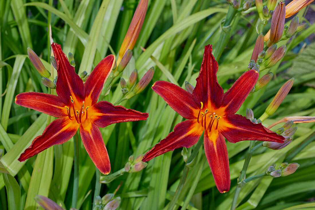 Hemerocallis Stafford