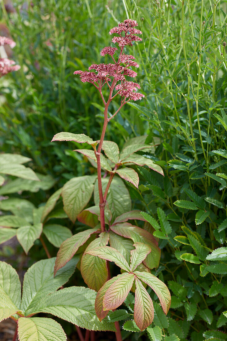 Fiederblättriges Schaublatt (Rodgersia pinnata) 'Maurice Mason'